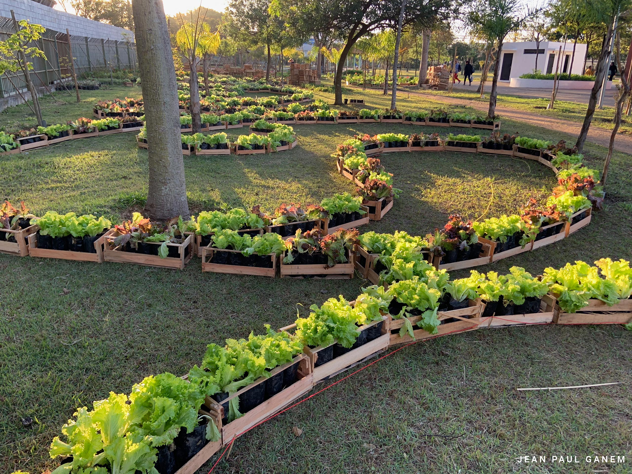 Jardins Comestíveis: Como Cultivar sua Própria Comida em Casa