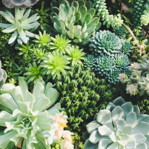 Tipos de Plantas para Diferentes Ambientes