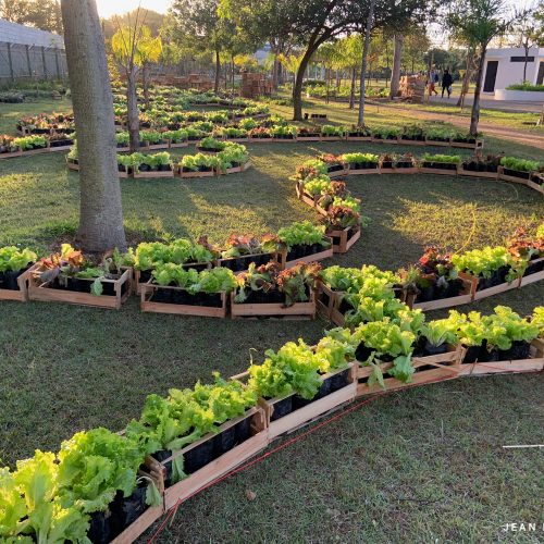 Jardins Comestíveis: Como Cultivar sua Própria Comida em Casa