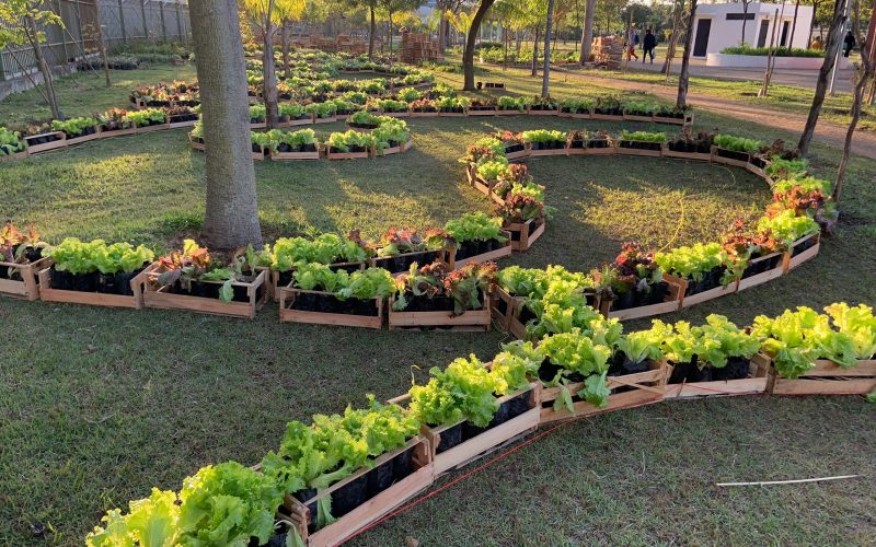 Jardins Comestíveis: Como Cultivar sua Própria Comida em Casa