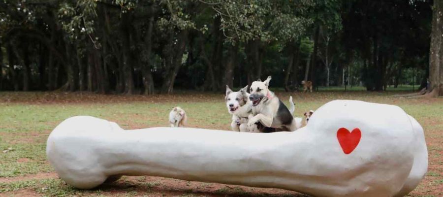 Como Criar um Quintal Pet-Friendly: Segurança e Diversão para seu Animal de Estimação