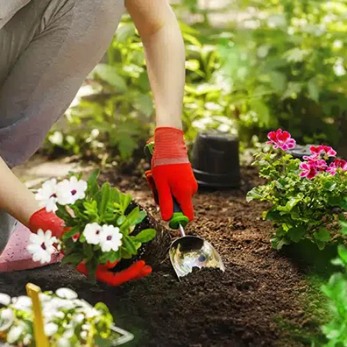 A Importância dos Cuidados com o Seu Jardim