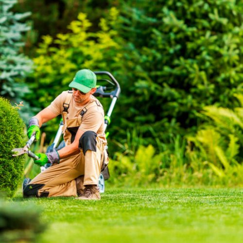 Os Melhores Produtos para o Seu Jardim: Guia Completo